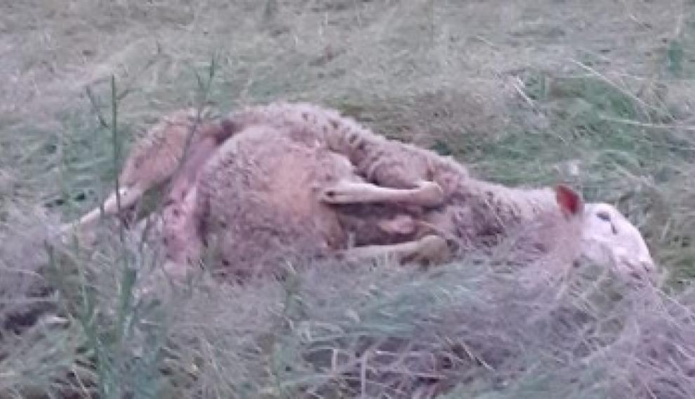 Al menos 18 ovejas muertas en el ataque del lobo o perro salvaje a un rebaño de Tardienta