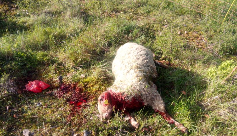 Oveja parcialmente devorada presuntamente por un uso en Abi, en Seira.
