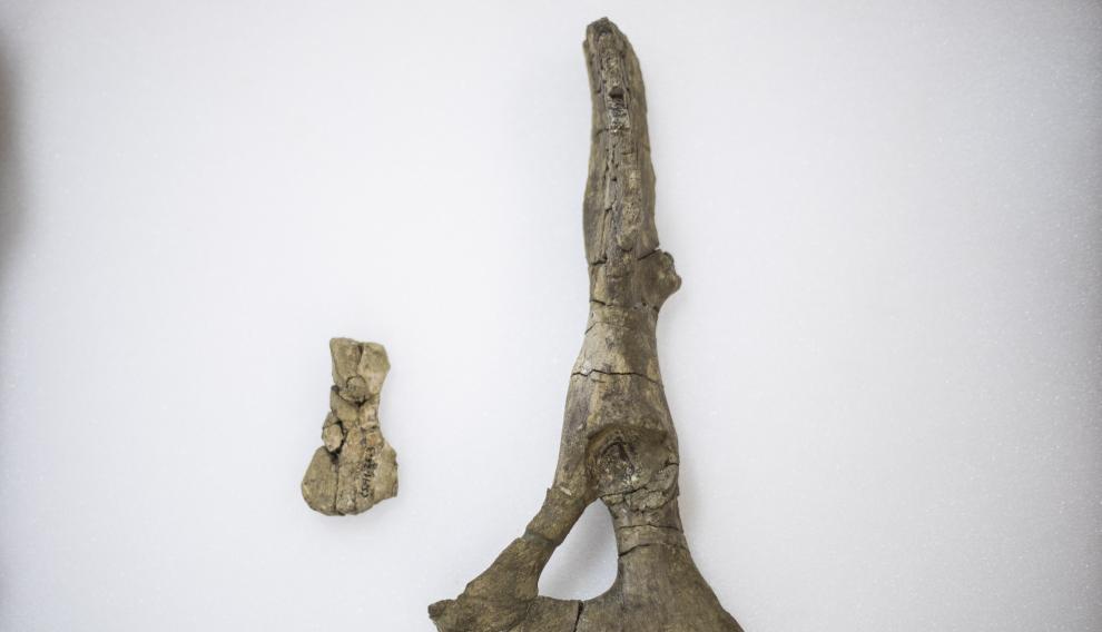 Pelvis del sirenio encontrada en el Sobrarbe.