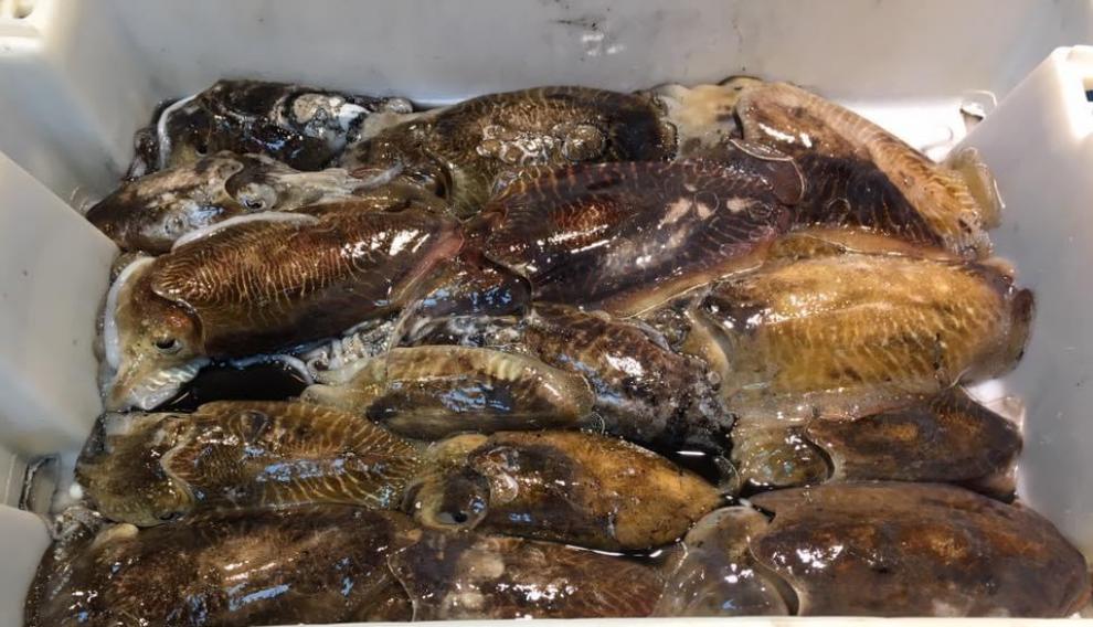 Pescados Savall cuenta con una amplia variedad de pescados y mariscos adquiridos en las mejores lonjas de España, Europa y Marruecos.