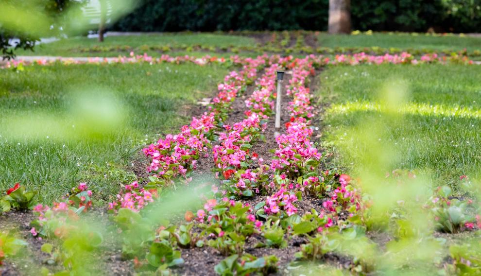 Algunas de las flores que ha comenzado a plantar el Ayuntamiento.