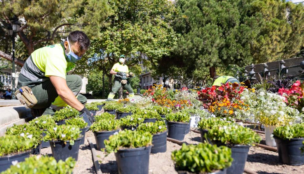 Jardineros colocan algunas de las plantas.