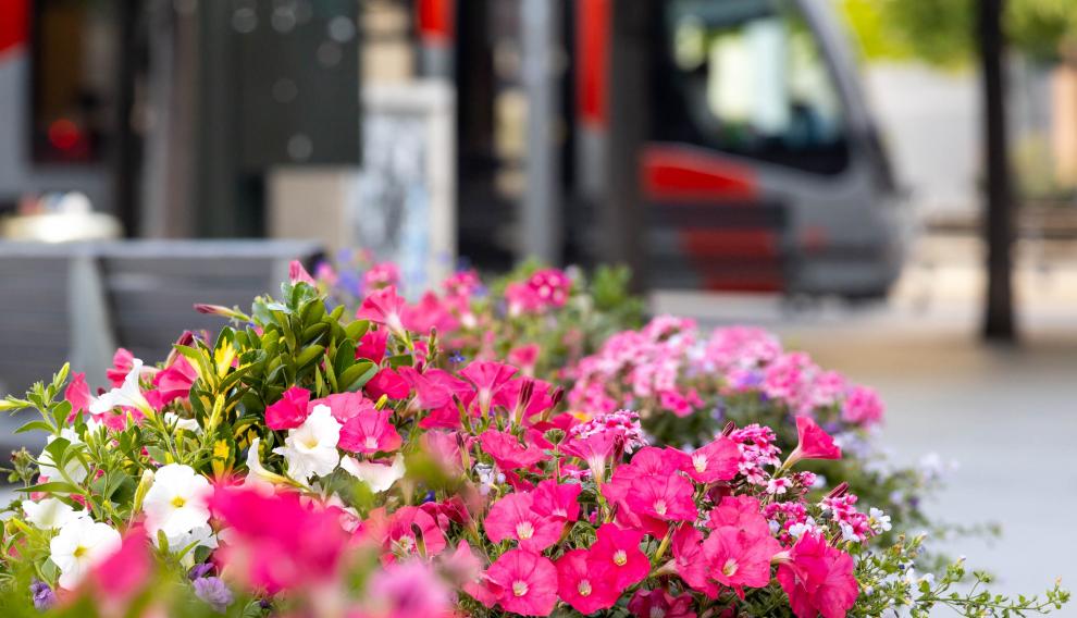 Petunias rosas en primer plano con el tranvía pasando de fondo.