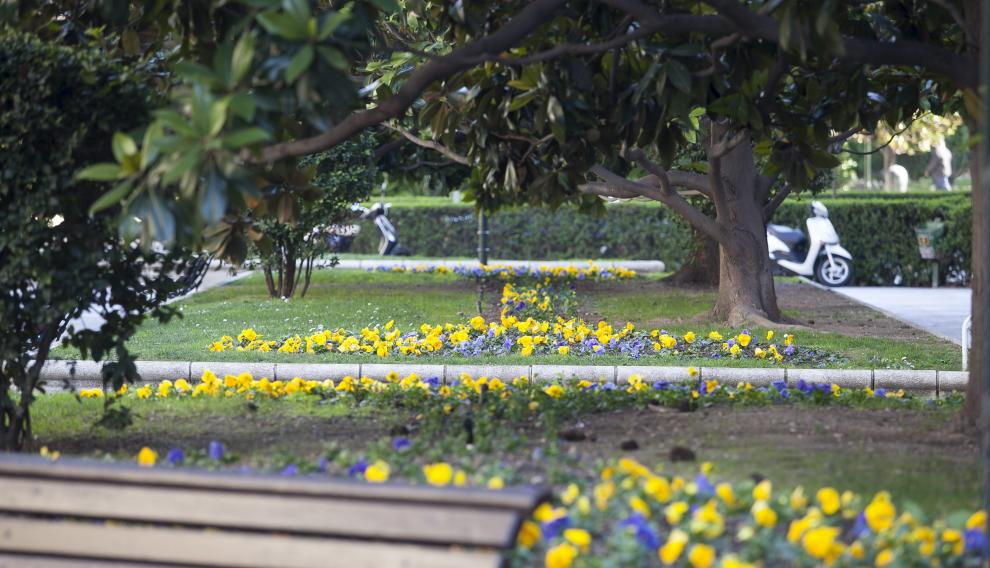 Geranios, petunias y begonias, las reinas del verano en Zaragoza