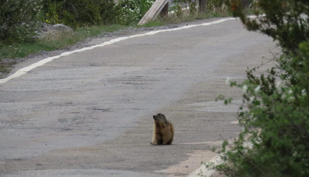Una marmota en un camino de Ordesa.