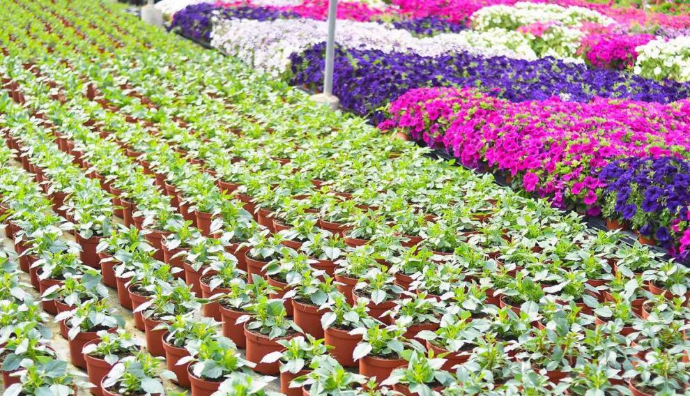 Vivero de Flores Aznar