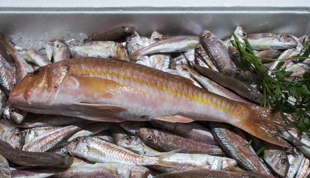 Bonito ejemplar de salmonete de roca.