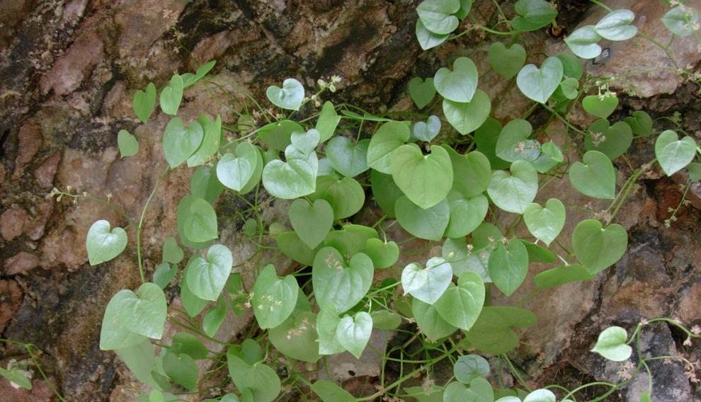 Borderea chouardii, especie en peligro de extinción que sobrevive en la zona más fresca.
