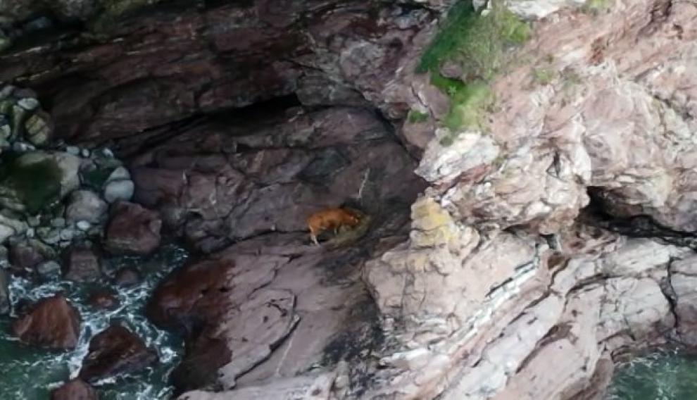 Una imagen de la vaca tras caer por un acantilado en Laredo.
