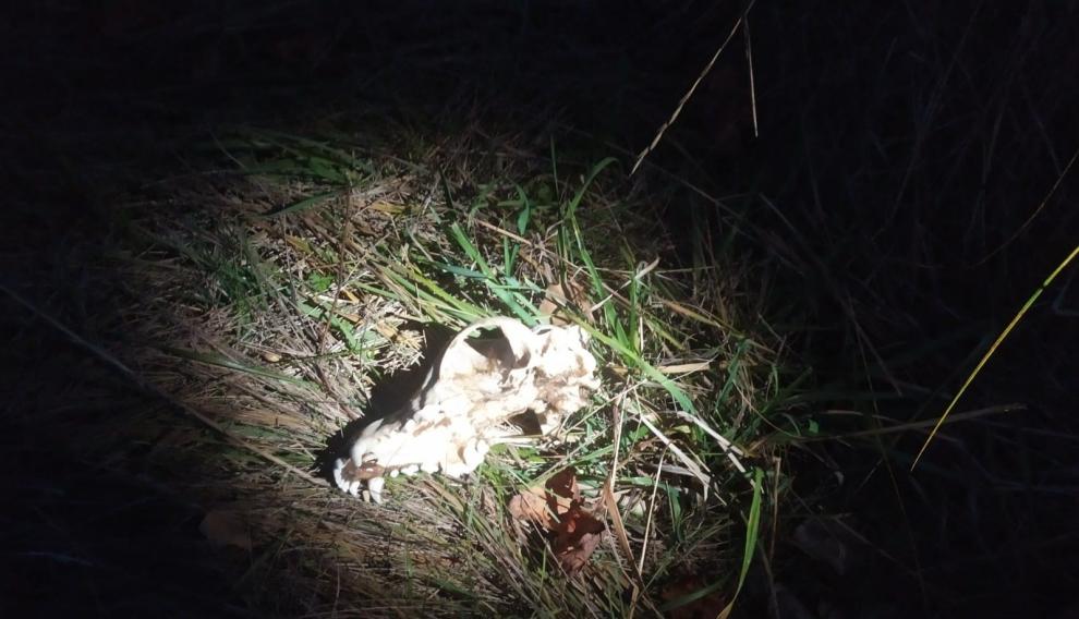 Los restos de otros animales muertos que encontró la Policía Local de Sabiñánigo al rescatar a seis perros en mal estado.