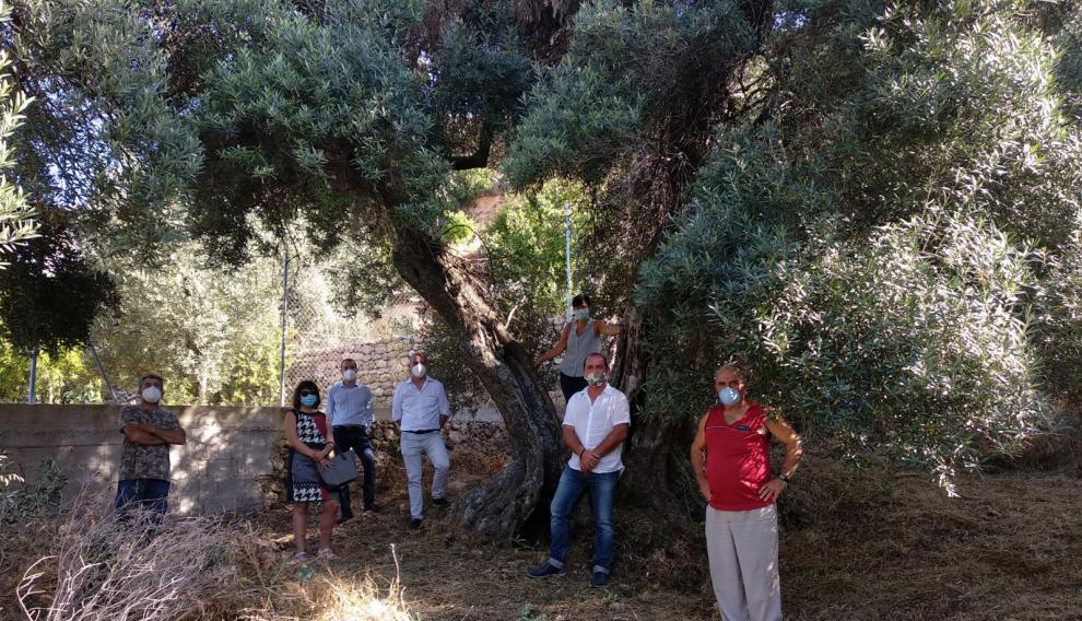 Representantes del Ayuntamiento de Peñarroya de Tastavins y de la Taula del Sénia, junto a un olivo milenario catalogado.