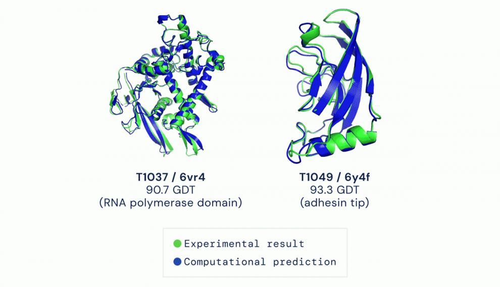 Dos ejemplos de proteínas resueltas por AlphaFold, que predice estructuras muy precisas comparadas con el resultado experimental.