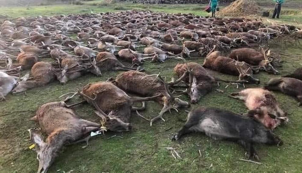 Foto de la cacería compartida en redes sociales