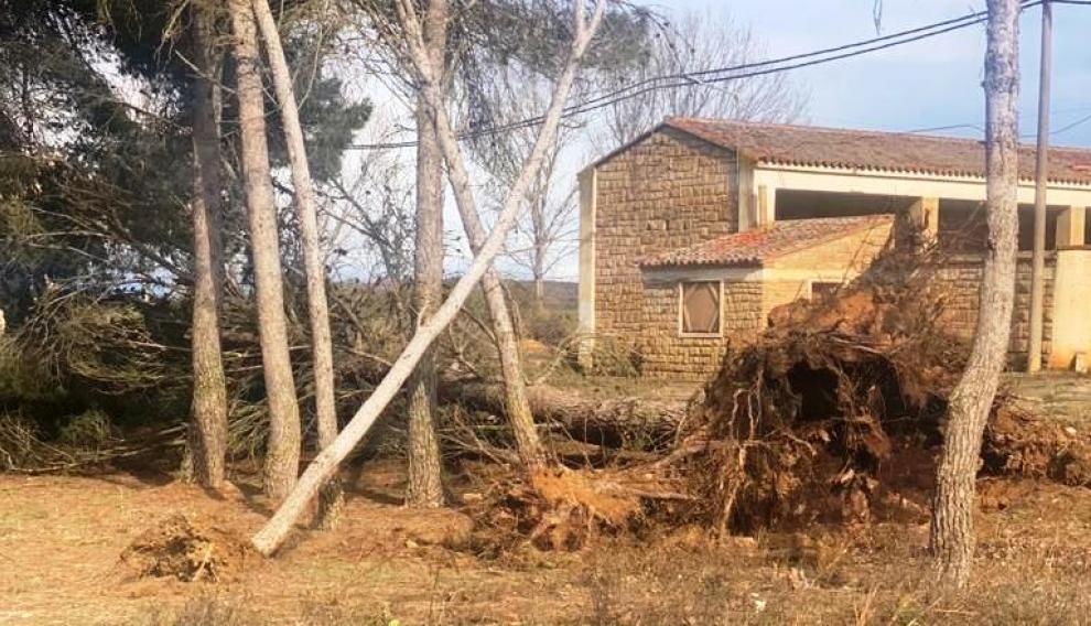 Caída de árboles en la localidad de Curbe, en la comarca de Monegros.