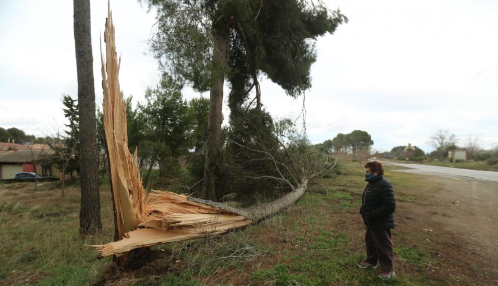 Un árbol arrancado por el viento en la localidad de San Jorge.