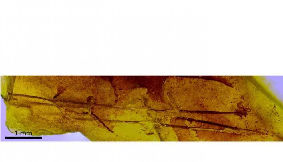 Los tres pelos del mamífero que convivió hace 110 millones de años con dinosaurios como Europelta y Proa (yacimiento de Ariño).