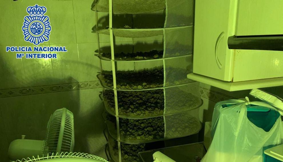 Interior del piso con cultivo de marihuana en Calatayud
