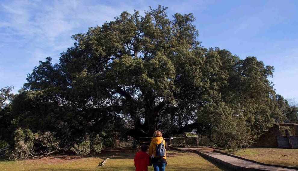 Dos personas observan la encina milenaria, Carrasca de Lecina, en la provincia de Huesca, que es candidata a ser el árbol europeo del año 2021.