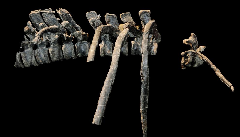 Fósiles del Iguanodon de Aliaga expuestos en la sede de Dinópolis en Teruel.