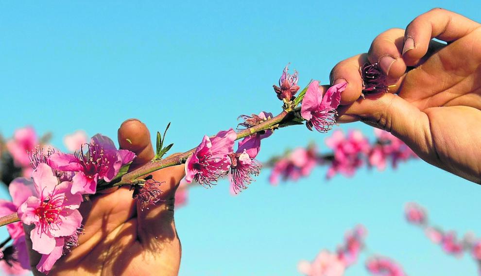 La recolección de la fruta comenzará en tan solo unas semanas