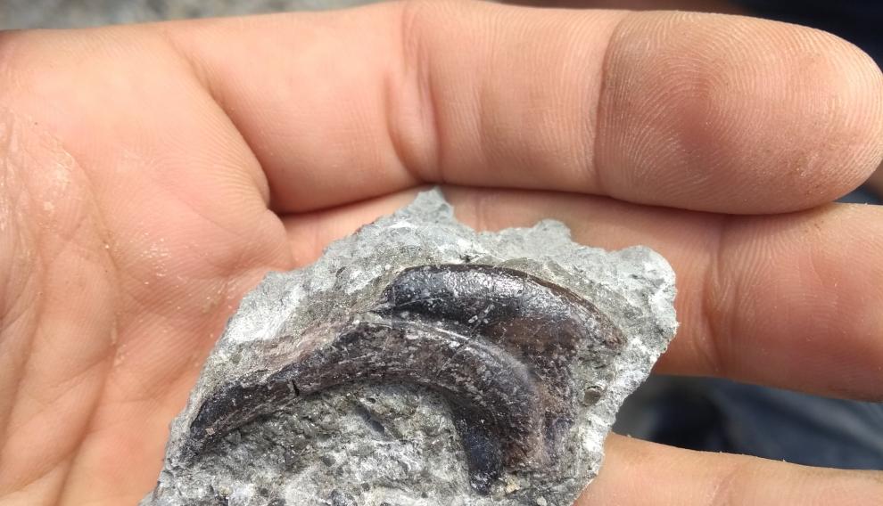 Garra de dinosauro terópodo encontrada en el Valle de Lierp.
