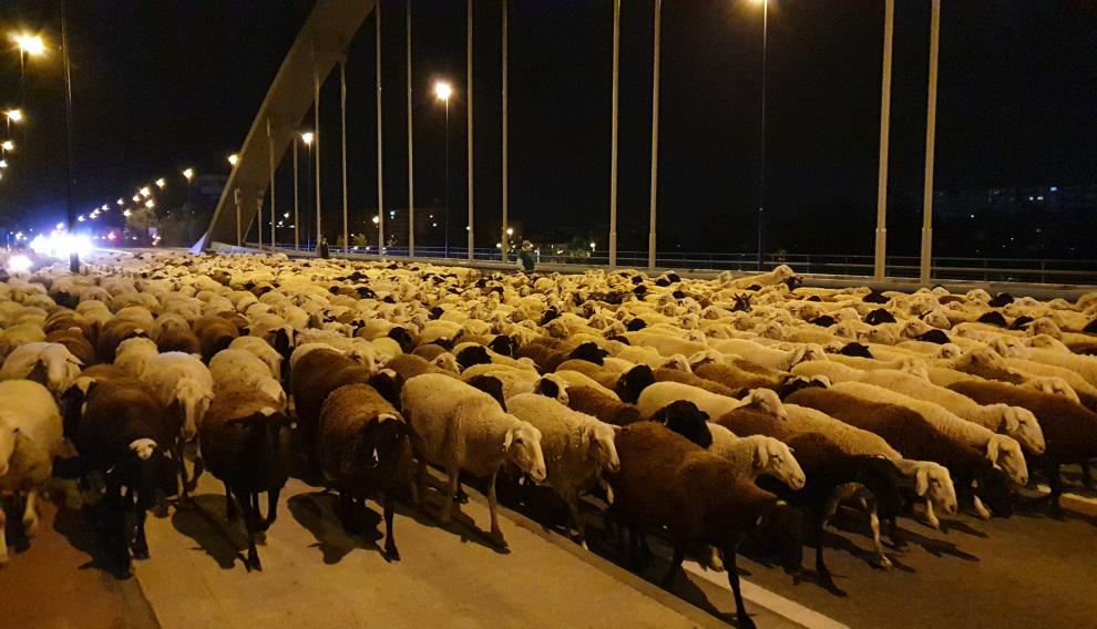 El rebaño de ovejas de los hermanos Clemente, a su paso por el puente de Manuel Giménez Abad de Zaragoza.