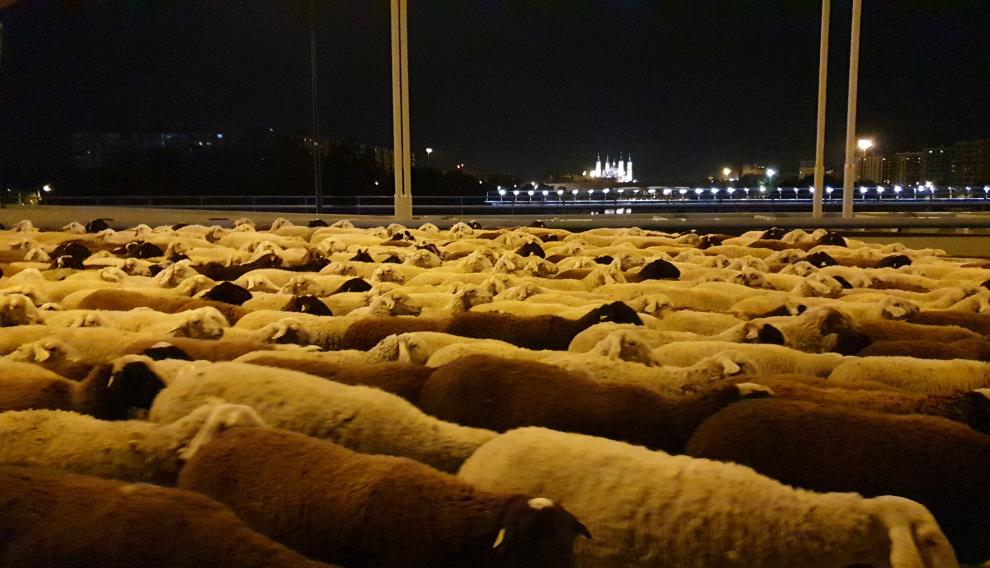 La ovejas a su paso por el puente de Manuel Giménez Abad, de Zaragoza.