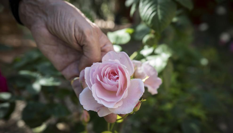 Las rosas del Jardín de la Media Legua.
