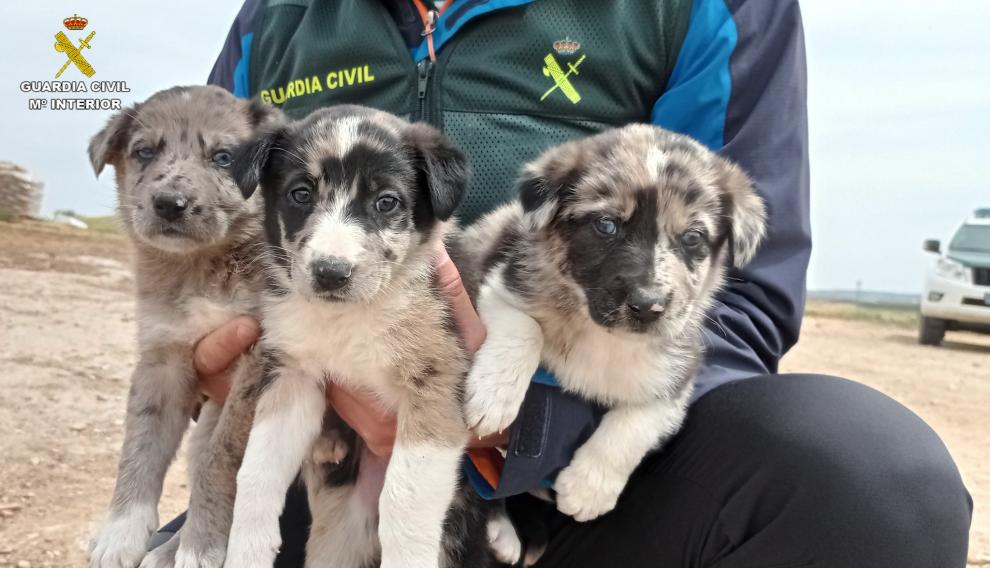 Las tres crías tras ser rescatadas por los agentes y por unos ciclistas que los descubrieron dentro del canal de la Estanca.