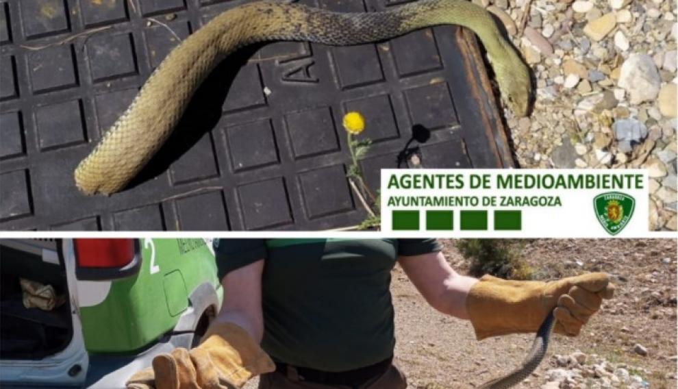 Culebra bastarda atrapada en una alcantarilla en Zaragoza.