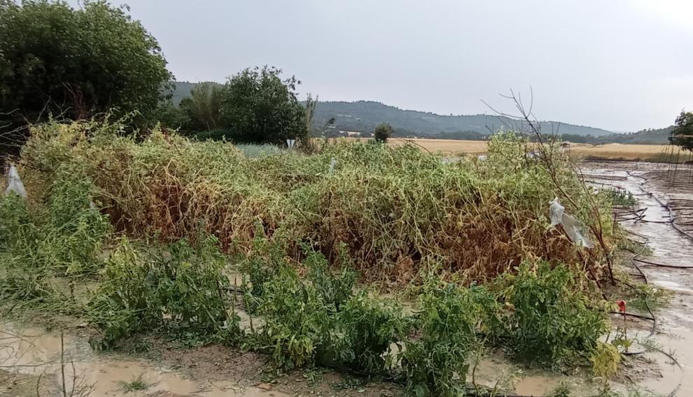 La tormenta afectado a una zona de entre 400 y 500 hectáreas de cereal, con algunos cultivos también de vides, olivos y almendros.
