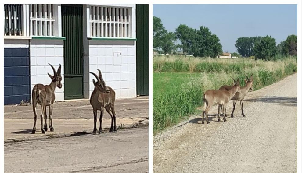 Dos cabras montesas se pasean tan campantes por Utebo