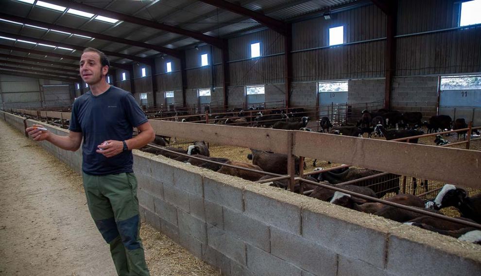 Carlos Peiro en la nave de Mara donde descansa el grueso de las ovejas.