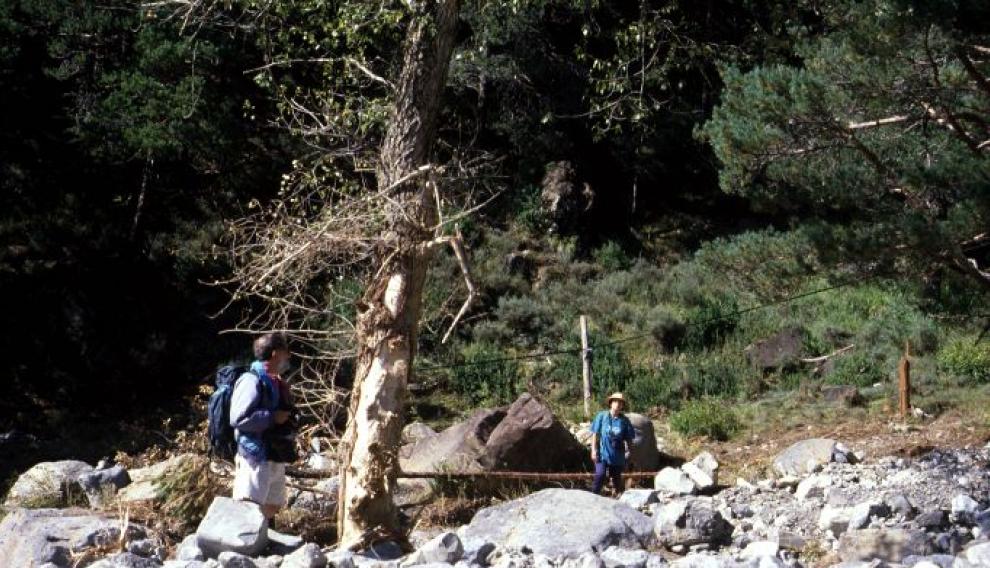 El árbol muestra la imagen de la altura que alcanzó el agua durante el pico máximo de la avenida.