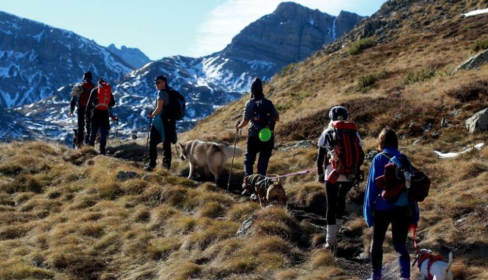 Las mascotas también pueden participar en actividades como montañismo, cimas e incluso parapente