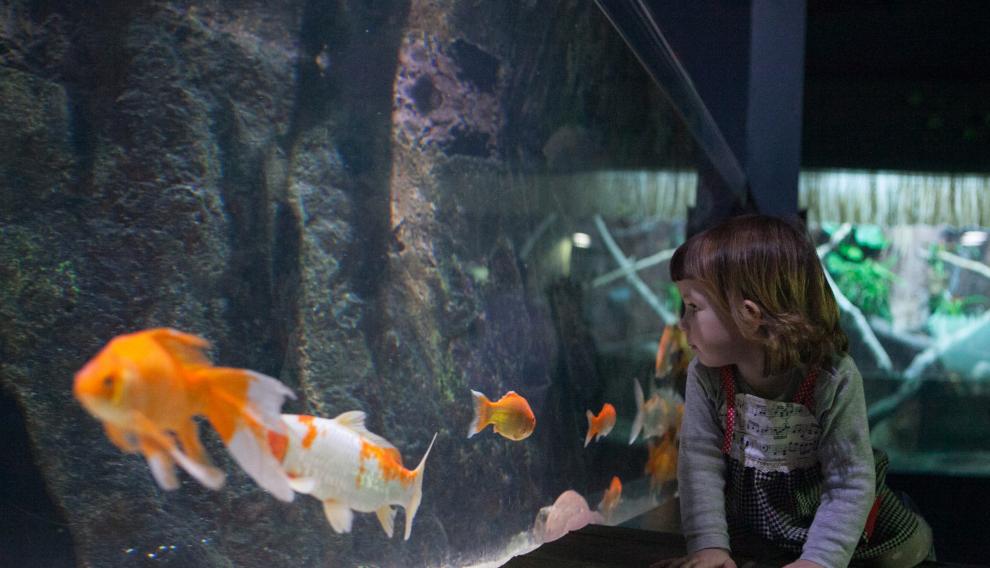 Una niña disfruta del espectáculo de ver en directo un grupo de coloridos peces en el Acuario de Zaragoza.