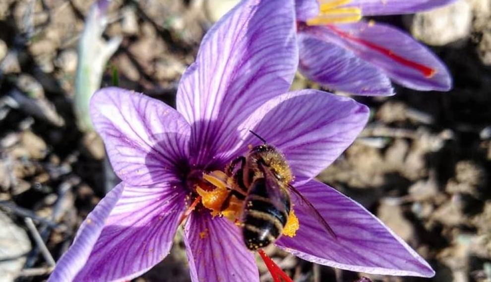 Una abeja, captada en el momento en que recoge polen en una flor de azafrán en Laspuña.