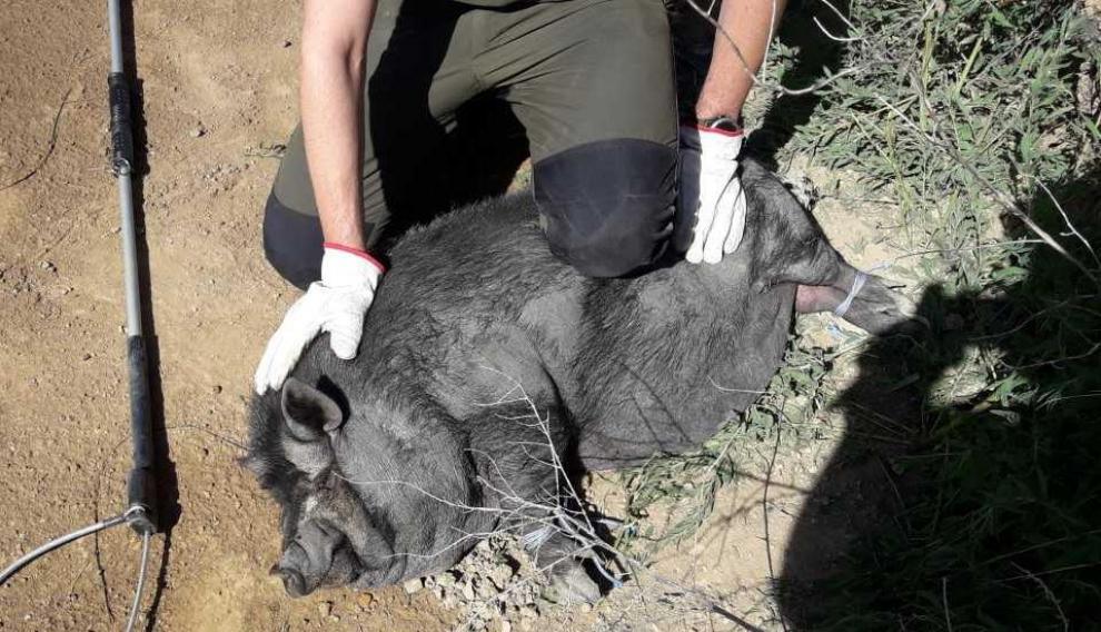 Un cerdo vietnamita trapado por agentes de protección de la naturaleza del Gobierno de Aragón y trasladado al Centro de Recuperación de la Fauna Silvestre de La Alfranca.