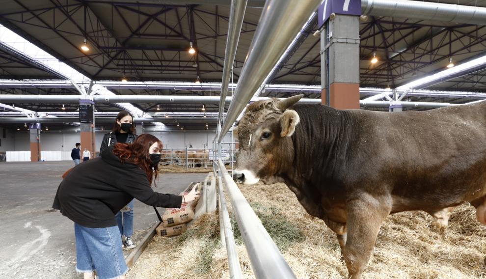 Arranca en Zaragoza Figan 2021, la Feria Internacional para la Producción Animal