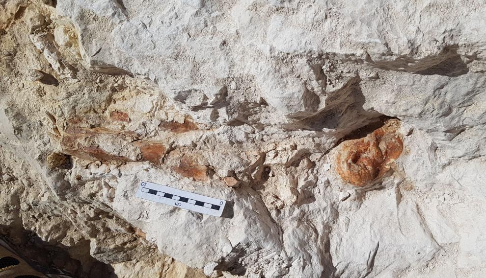 Astrágalo y tibia de una jirafa en el yacimiento.