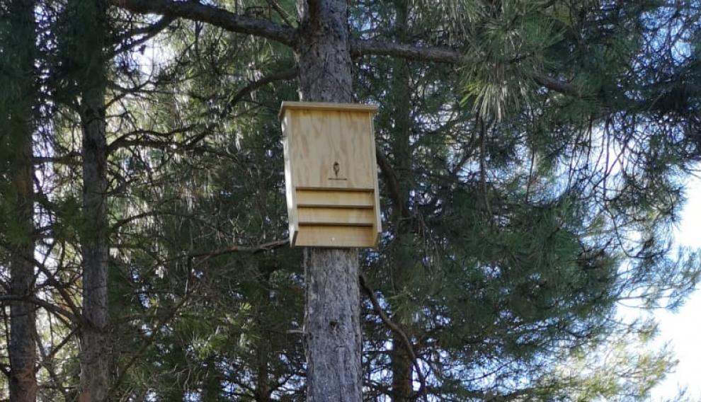 Una caja colocada en un árbol en el bosque del Maestrazgo.
