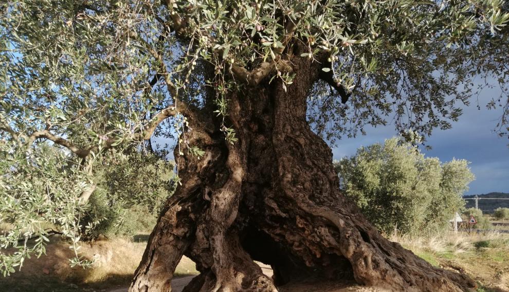 Ejemplar de la variedad manzanella, autóctona de los pueblos del Mezquín.