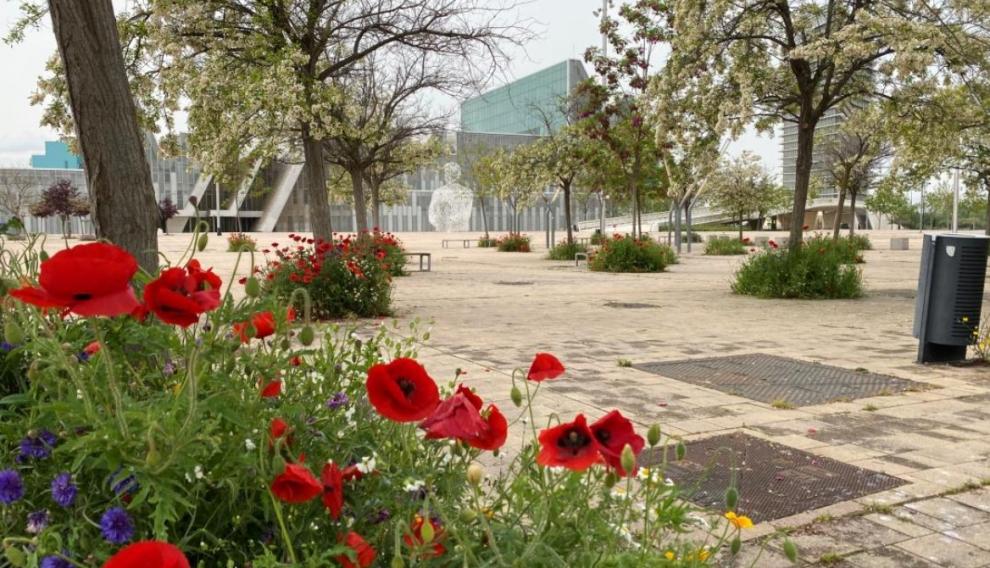 Los alcorques floridos, junto a la plaza de Lucas Miret.