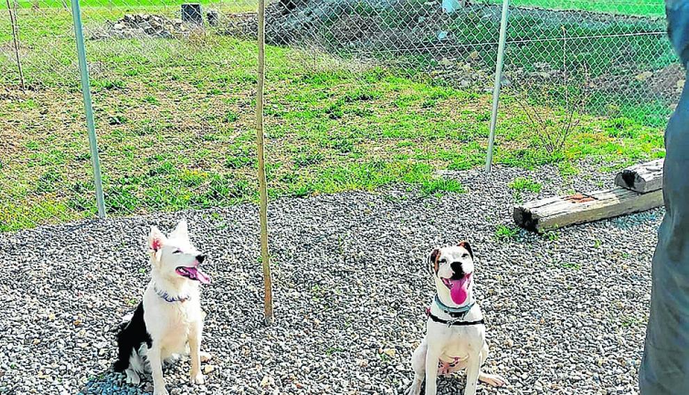Los perros jugando en las instalaciones de la residencia canina de Borrés.