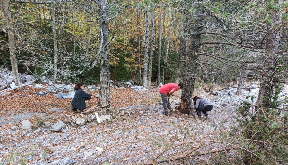 Científicos del Museo de Ciencias Naturales tomando muestras de los árboles para analizar los anillos, en la zona afectada de Ordesa.