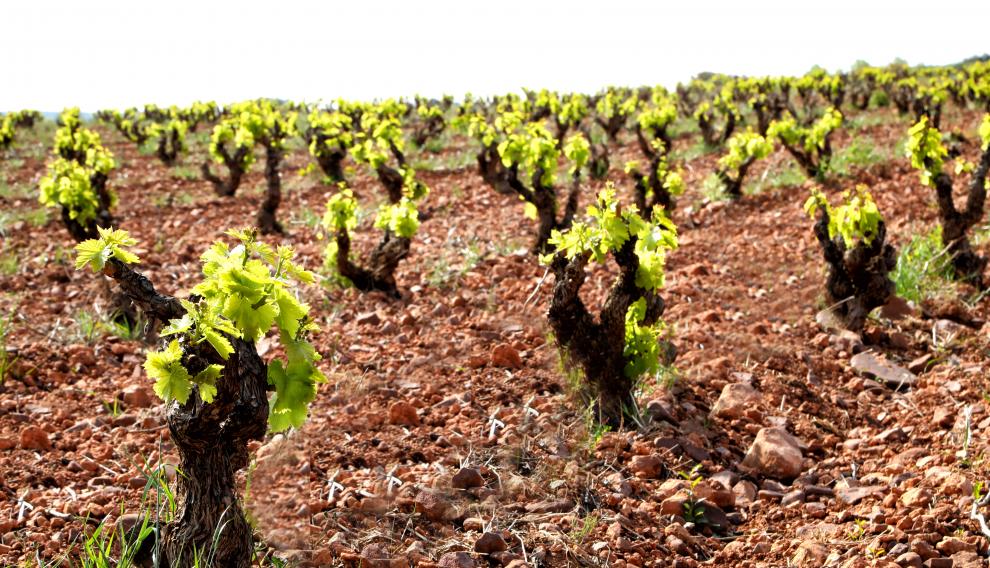 El nuevo Nabulé procede de viñedos seleccionados de garnacha de más medio siglo.