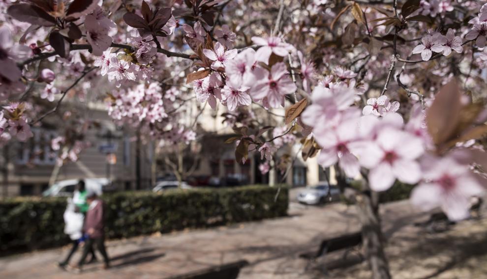 Calor en invierno: buen tiempo en marzo y floración temprana de ciruelos rojos en Zaragoza.