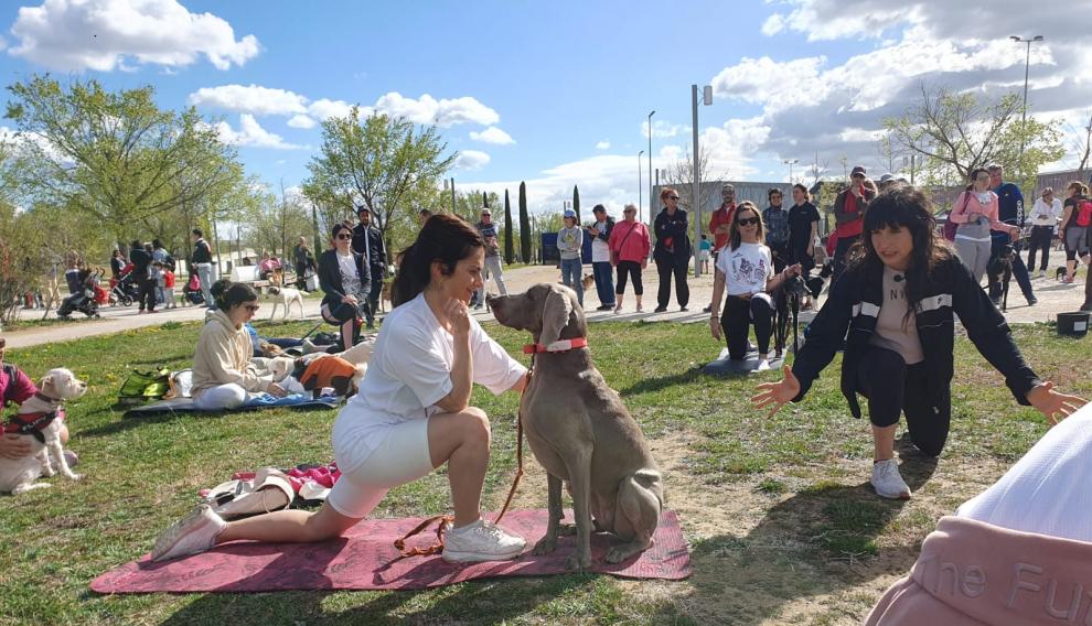 Clase de yoga con perros.