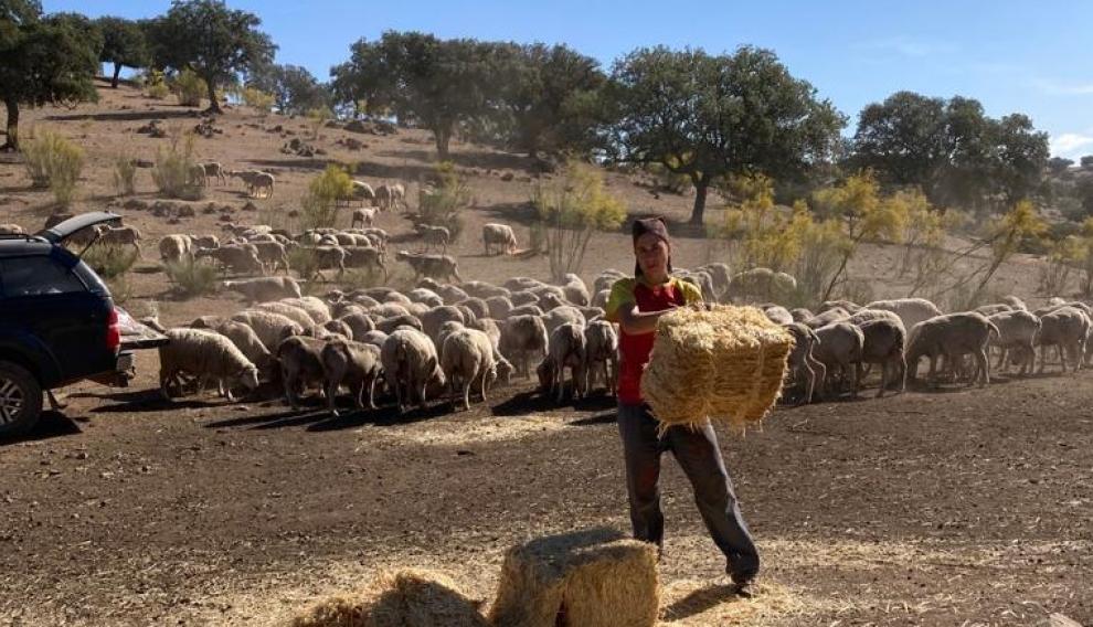Diez mil cabezas de ganado trashumante de Teruel, 'atrapadas' en Toledo