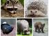 Fotos de archivo de un mapache, un erizo, un urogallo, un cerdo vietnamita y una marta